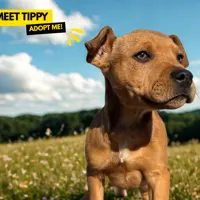 Tippy thumbnail
