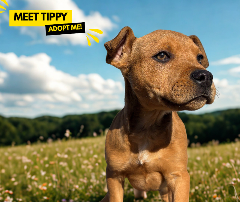 Tippy