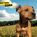 Tippy thumbnail