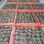 Harakeke greenhouse – Ōtaki Manuka Growers Limited, recipient 2018/19 - Thumbnail