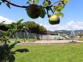 Apples at San Vito Place Reserve banner