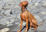 Dog Registration (2)