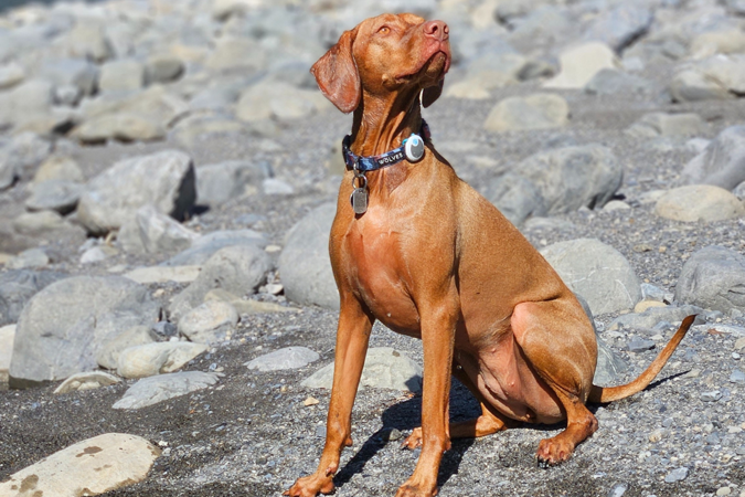 Dog Registration (2)