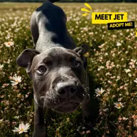 Jet thumbnail