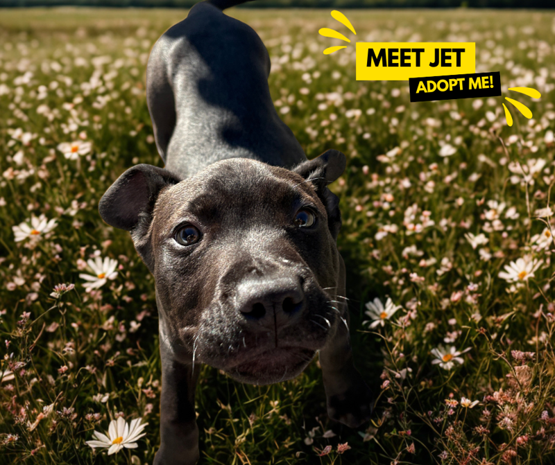 Jet