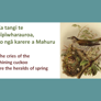 Shining Cuckoo proverb whakatauki - Thumbnail