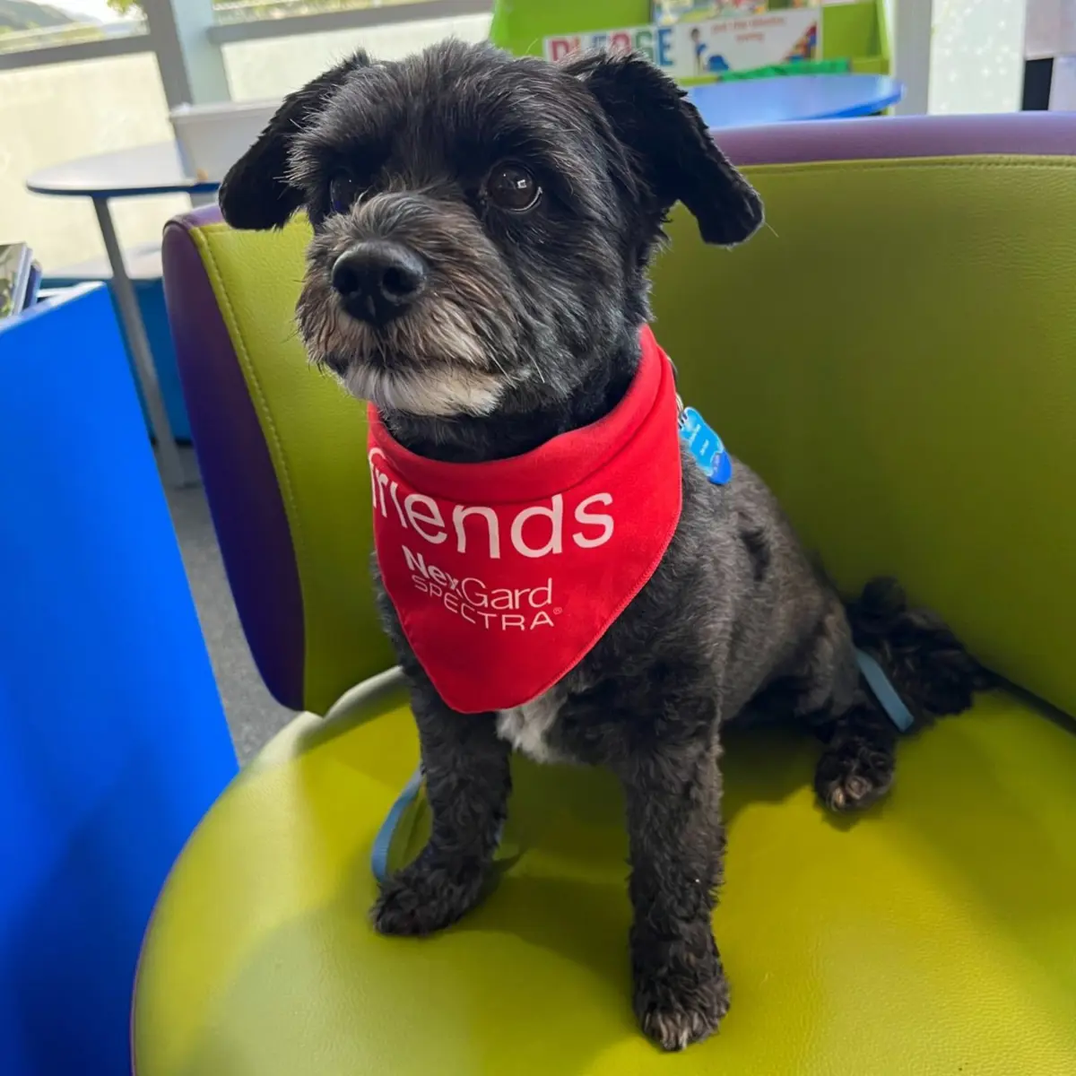 Black little dog wearing a friends scarf