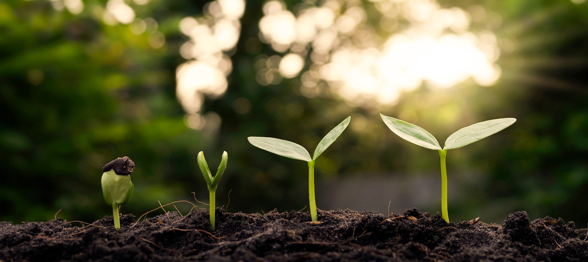 Close up of the growth of a seedling representing growing a business sustainably.