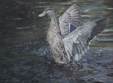 The Duck
