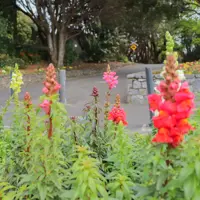 Flowers at Marine Gardens thumbnail