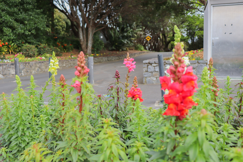 Flowers at Marine Gardens