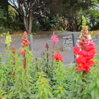 Flowers at Marine Gardens thumbnail