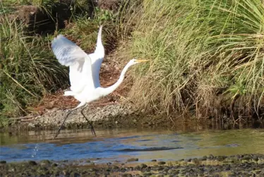 Results are in for City Nature Challenge 2024