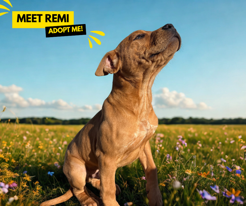 Remi