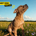 Remi thumbnail