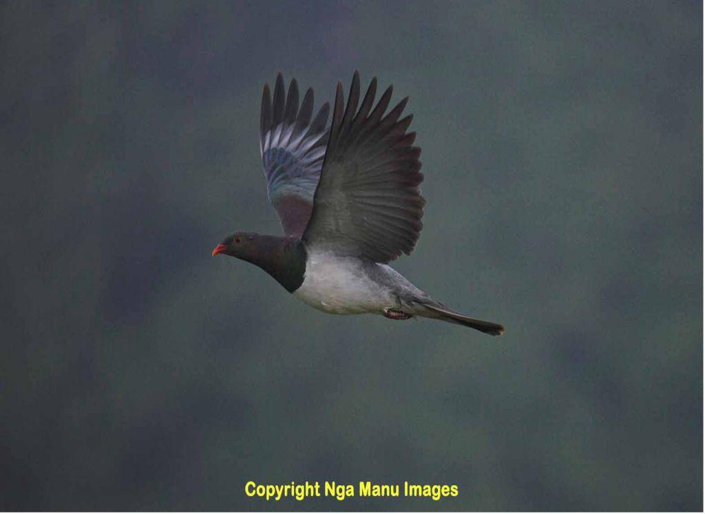 Kereru – copyright Ngā Manu images