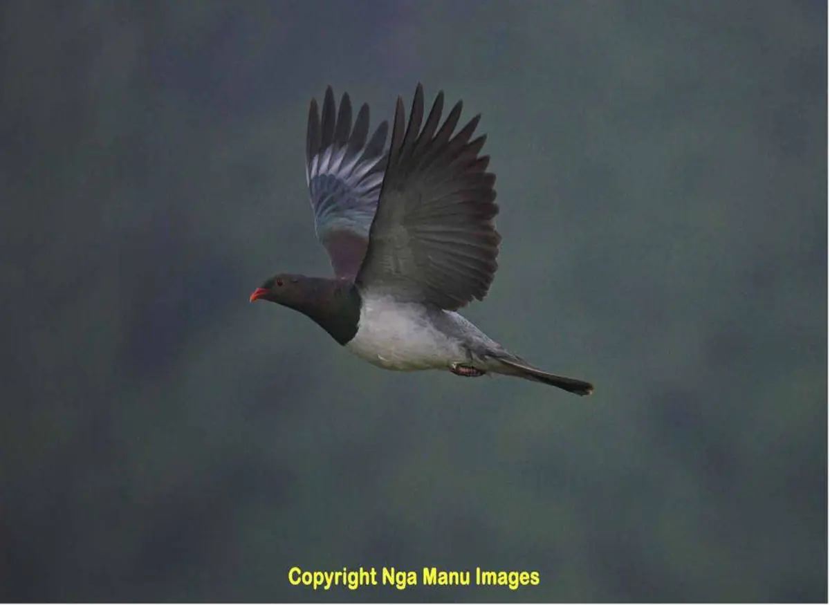 Kereru – copyright Ngā Manu images