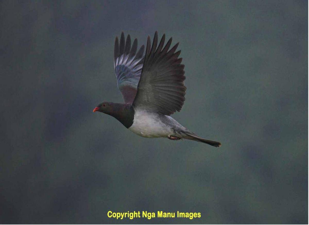 Kereru – copyright Ngā Manu images