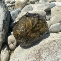 Toxic algae on rock thumbnail