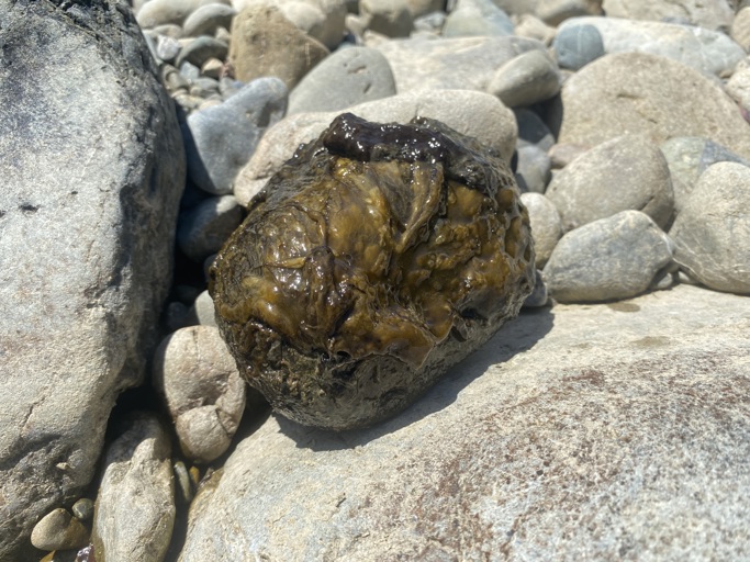 Toxic algae on rock
