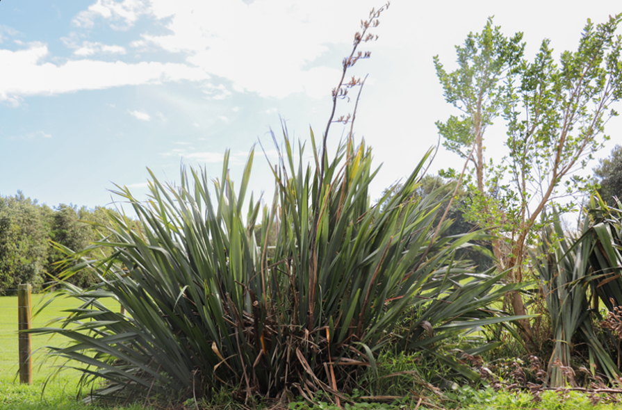 Harakeke before pruning