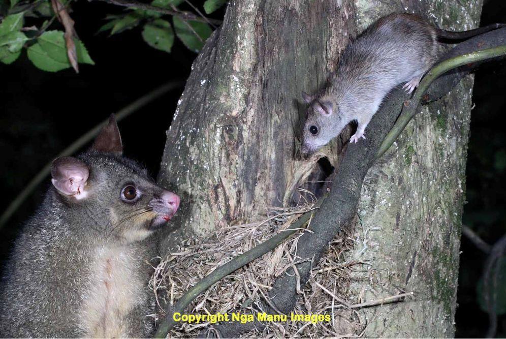 A possum and a rat in a tree looking at each other