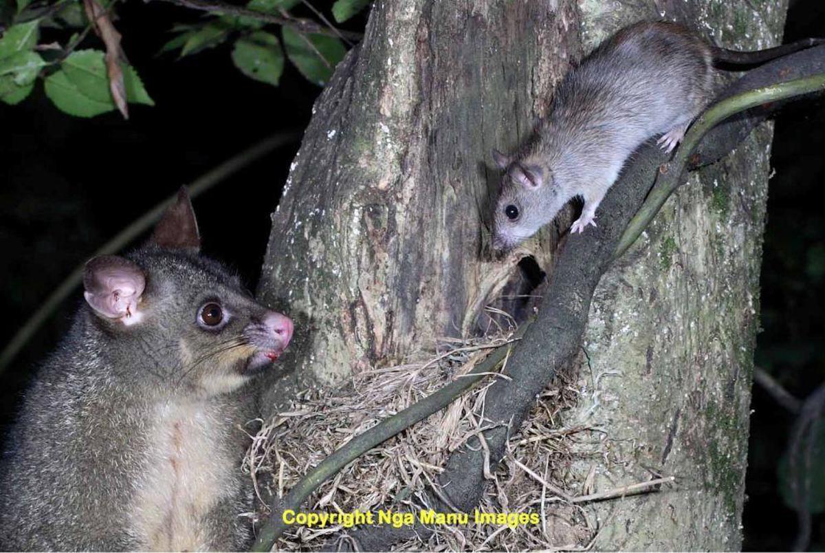 A possum and a rat in a tree looking at each other