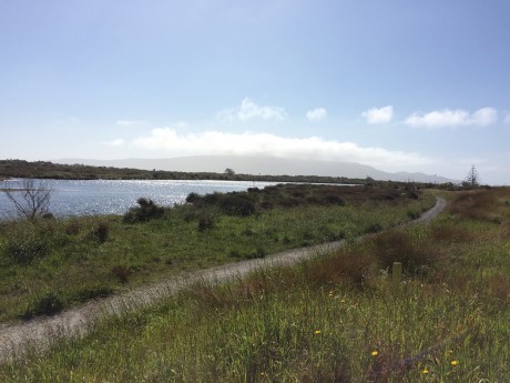 Photo of the Waikanae River estuary, in the scientific reserve looking towards Kāpiti Island