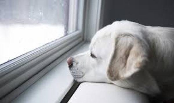 Dog Lookiing Out Window