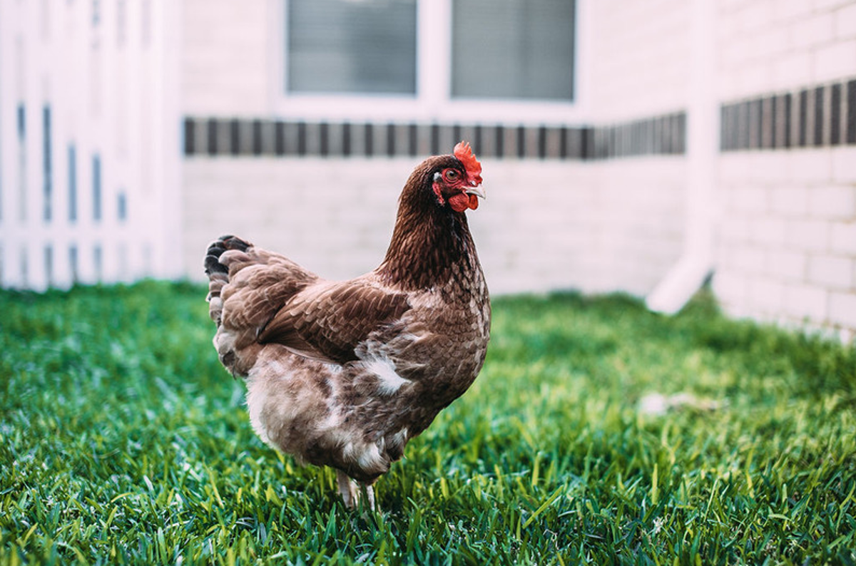 Rooster in a backyard 