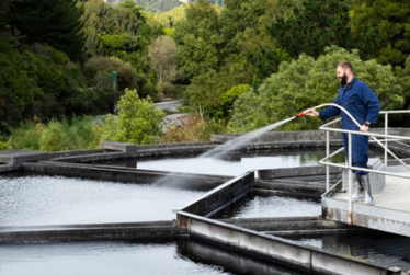 Stay informed with Everything Kāpiti
