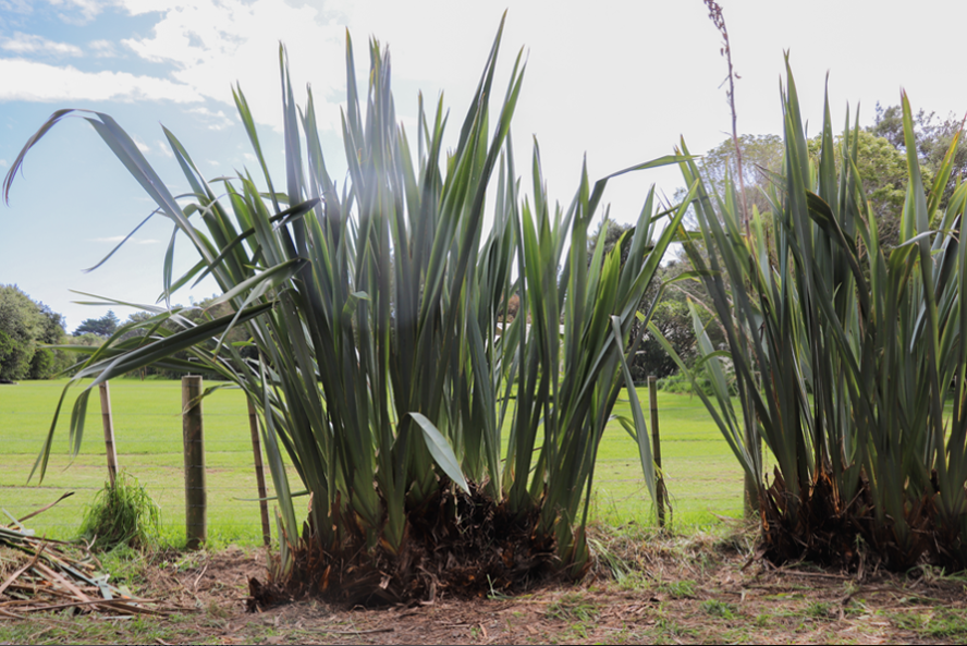 Harakeke after pruning