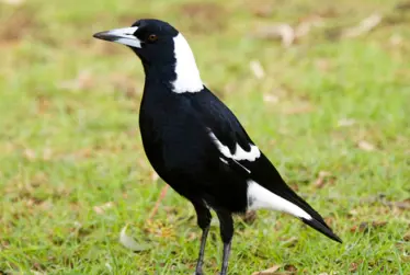 Spring is Magpie swooping season