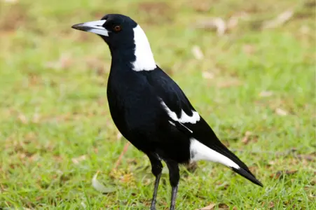 Spring is Magpie swooping season