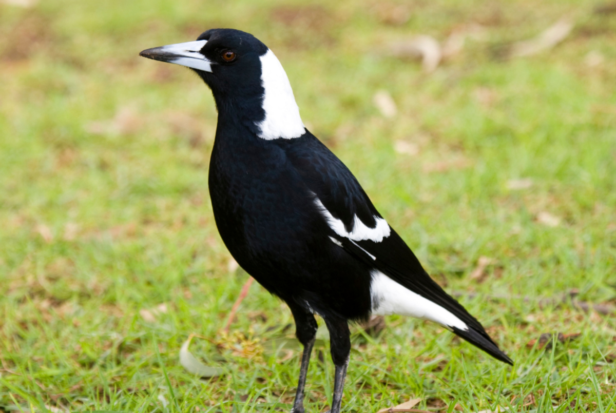 Magpie bird with grass in the background