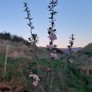 Pink manuka – Ōtaki Manuka Growers Limited, recipient 2018/19 - Thumbnail