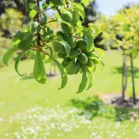 Tasman Road Reserve fruit thumbnail