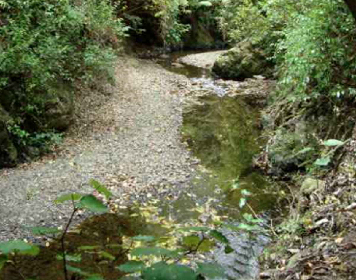 Naturalenvironmentstream