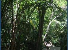 Nikau