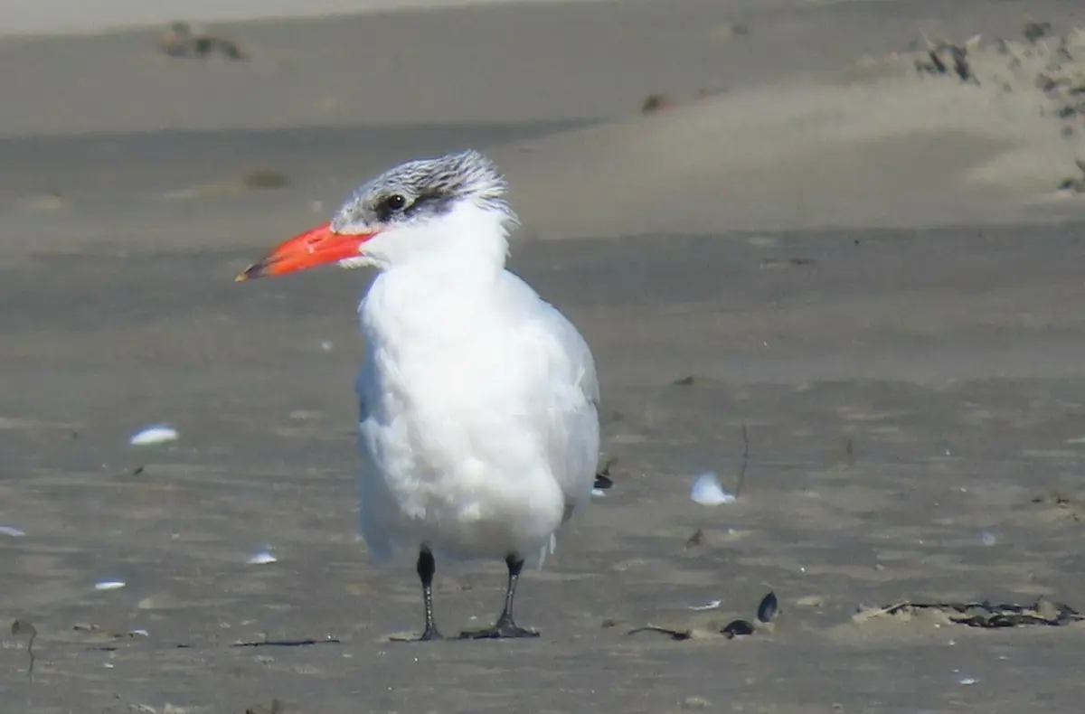 TaraTaranui (Caspian Tern) (c) pamstapleton