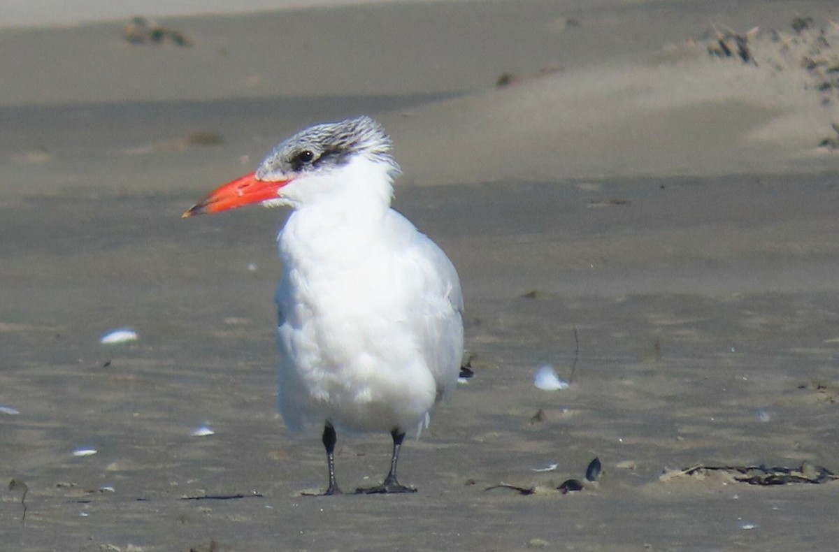 TaraTaranui (Caspian Tern) (c) pamstapleton