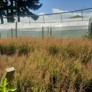 Manuka greenhouse – Ōtaki Manuka Growers Limited, recipient 2018/19 - Thumbnail