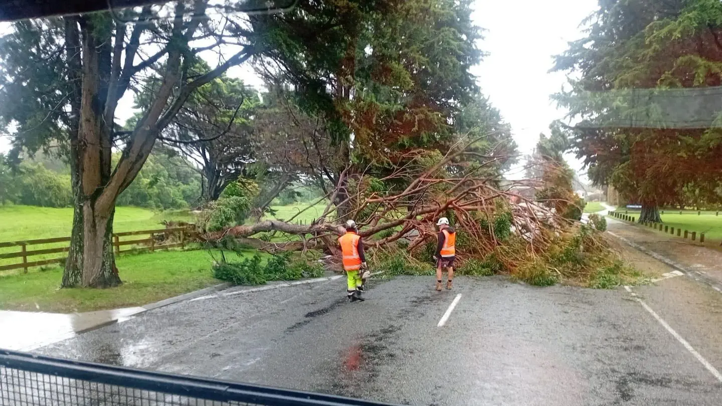 WDL Clearing Trees 16 February 2026 (1)