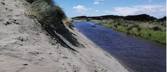 Photo C. Steep sand dunes next to Waitohu Stream.