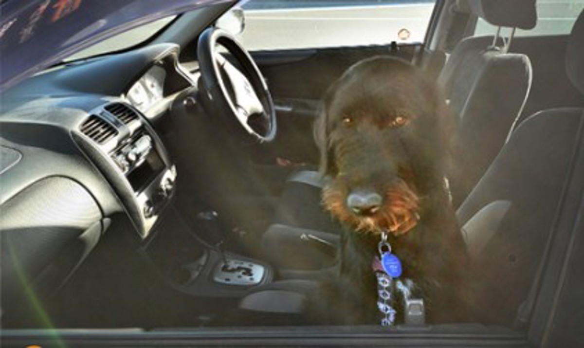 black dog with a sad look sitting in front seat of car on a hot sunny day