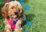 Dog Registration (1)