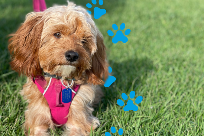 Dog Registration (1)