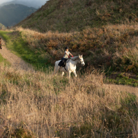 Horse riding at Queen Elizabeth Park thumbnail