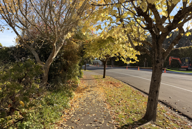 Pruning trees in public spaces