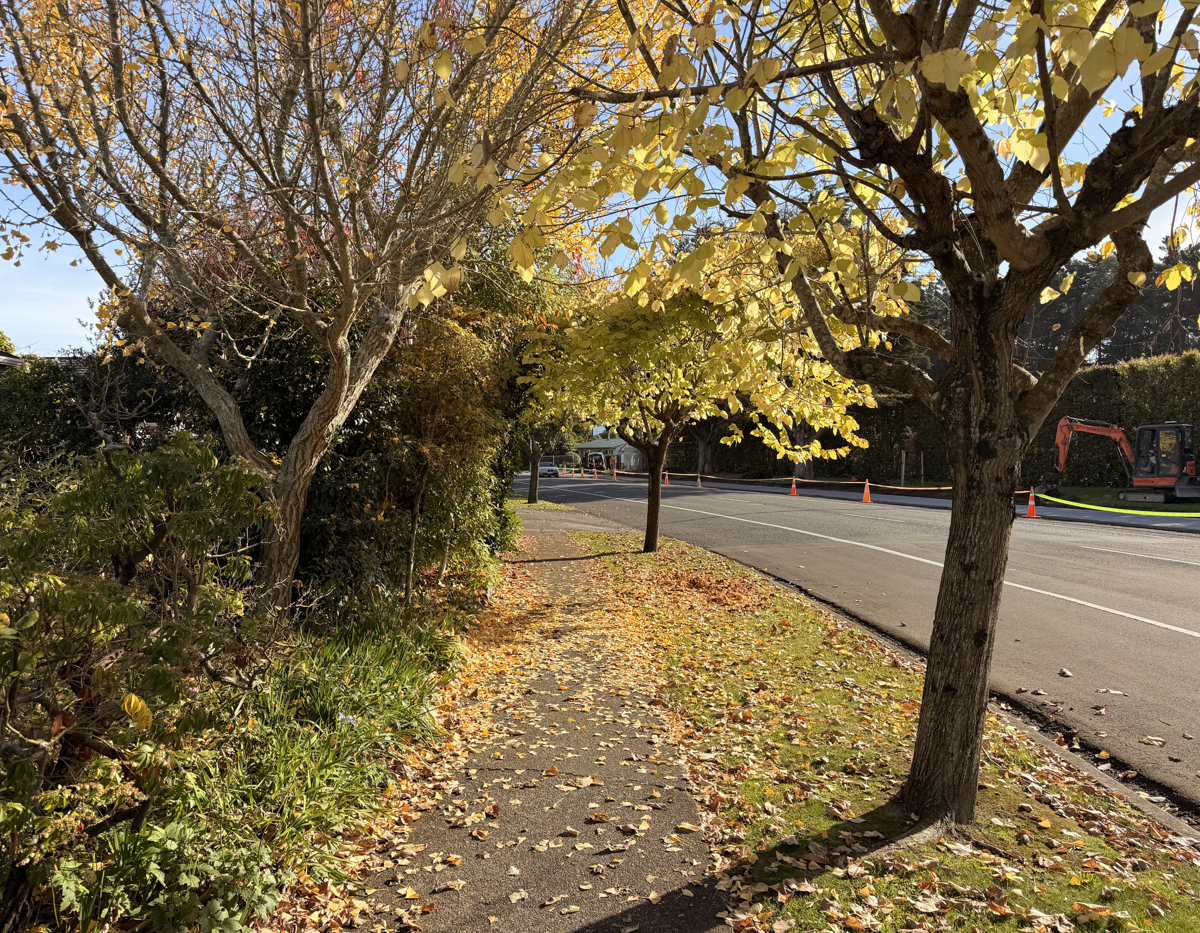 Three autumn trees on a public berm